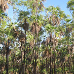 Palmenwald / Palmtree-forest (Mitchell Plateau)