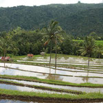 Reisfelder / rice fields