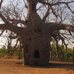 Gefängnisbaum / Boab Prison Tree