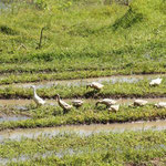 Enten in den Reisfeldern / ducks in the rice fields