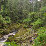 Regenwald-Wanderung/rainforest walk