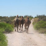 und noch mehr Kamele auf dem Track / even more camels at the track