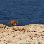 Känguru springt ins Meer? / skippy jumping in the sea?