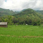 Reisfelder und Berge / ricefields and mountains