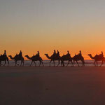 Kamele am Cable Beach / camels at Cable Beach