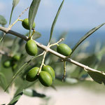 Oliven / olives