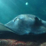 big ray, about 2m