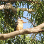 Kookaburra