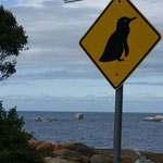 Achtung Pinguine / Beware of penguins