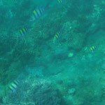 Streifenfische / striped fish