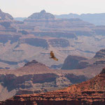 bird above Grand Canyon 