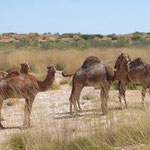 Kamele / camels