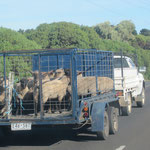 lauter Schafe unterwegs / sheep on the run