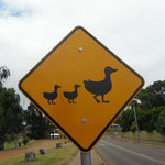 keine Enten überfahren! / don't roll over ducks