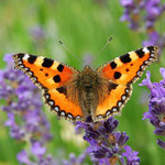 Kleiner Fuchs (Aglais urticae)