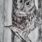 Owl - charcoal