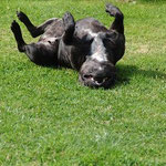 Prizewinning Staffordshire Bull Terrier