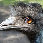 Casuariidae: Dromaius novaehollandiae (Emu); Foto: Mary Yalda