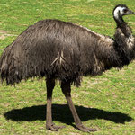 Casuariidae: Dromaius novaehollandiae (Emu); Foto: Mary Yalda