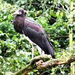 Ciconia abdimi (Ciconiidae)