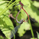 Frühe Adonislibelle, Paar, D21 Lüdersdorf, Gem. Lehmbach (Fischteiche), 22.06.12