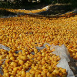 Les abricots mis a sécher