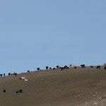 Au petit matin, Chengis emmene son troupeau par dela les collines
