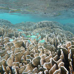 reef at low tide  