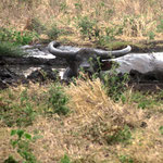 Wasserbüffel im Wasserloch - water buffalo having a mud bath