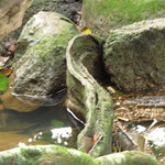verschlungene Wurzeln im Wasser - twisty roots in the water