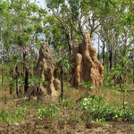 Kathedralentermiten  -  cathdral termite mounts