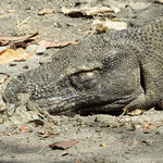 schlafender Komodowaran - sleeping Komodo dragon