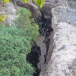 Fledermäuse verlassen die Höhle