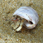 Einsiedlerkrebse - Hermit crabs