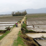 more rice fields