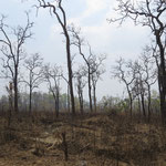 verbrannter Dschungel - burned jungle