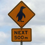 Pinguine sahen wir leider nur auf diesem Schild in Stanley  - penguins we unfortunately only saw on this sign in Stanley