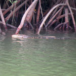 Wasserschlange - water snake