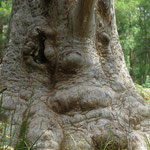 Tingle tree with a face  -  Tingle tree mit Gesicht