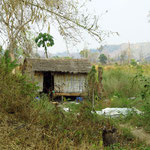 Hütte im Dschungel - hut in the jungle