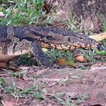 Wasser Waran - water monitor lizard