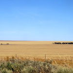 Weizenfelder so weit das Auge reicht  -  cornfield as far as you can see