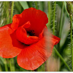 Mohn.. © Im Augen Blick_Photography