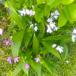 高松市牟礼町の洲崎寺は義経に縁のある古刹で吟行しました。　　　　・義経のゆかりの古刹あやめ咲く(和良)