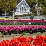 家族連れや年寄り仲間でチューリップを楽しんでいました。　　　　・家族連れ年寄り仲間チューリップ(和良)