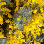 勝浦町の道の駅にある産直市の店頭にミモザの花が並んでいました。　　　・店頭にミモザの花の並ぶ市(和良)