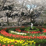 上勝町の正木ダム近くの家にチューリップや桜が咲いていました。　　　・チューリップ園にも桜桜かな(和良)