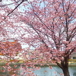 早咲きの蜂須賀桜の下でお花見を楽しむ人がたくさんいました。　　　　　・戦争の無き世を願ひ見る桜(和良)