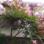 9月になりましたが我が家の庭の百日紅は咲き満ちています。　　　　　・虫鳴けどまだまだ盛り百日紅(和良)