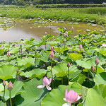 鳴門市の島田島は古代蓮で有名になり観光客も来ていました。　　　　　・古代蓮可憐なれども凛として(和良)